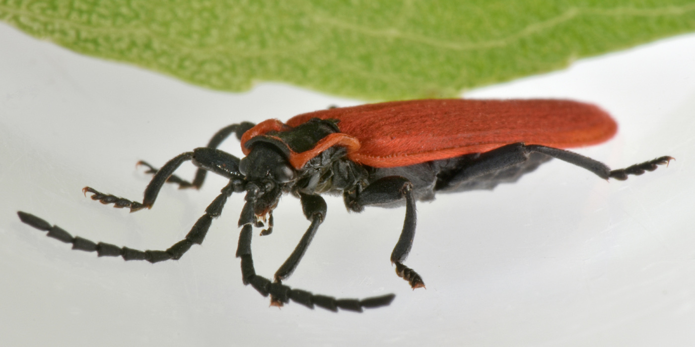 Lycidae:  Lygistopterus anorachilus?  Sì !